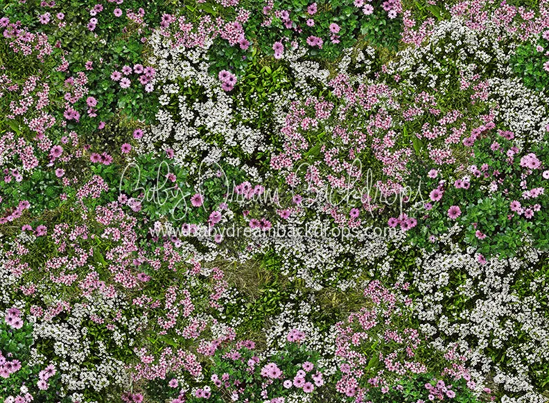 First Blooms of Spring Meadow (CC)